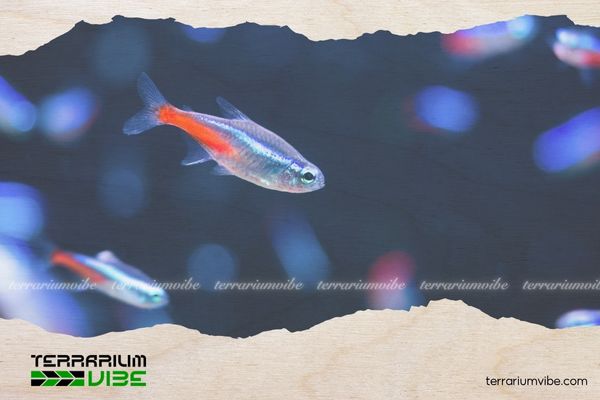Cá Neon Việt Nam 4 Chế độ ăn uống của cá Neon Việt Nam