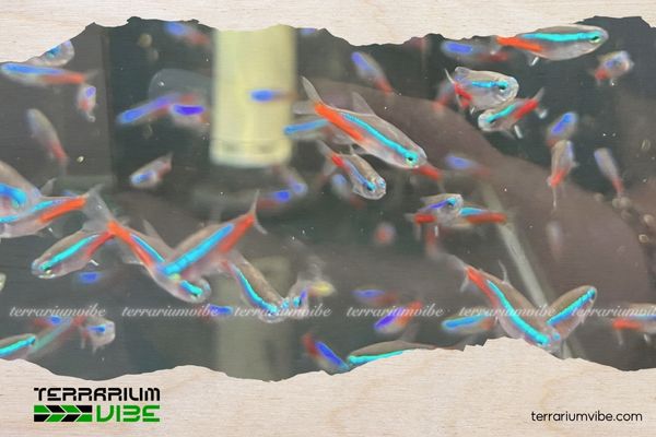 Cá Neon Việt Nam 5 Giá của Cá Neon Việt Nam tham khảo