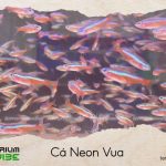 Cá Neon Vua