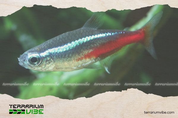 Cá Neon Vua 5 Giá của cá Neon Vua tham khảo trên thị trường