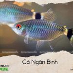 cá ngân bình