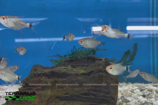 Cá Ngân Bình 3 Những điều kiện môi trường cần đảm bảo để cá Ngân Bình phát triển tốt