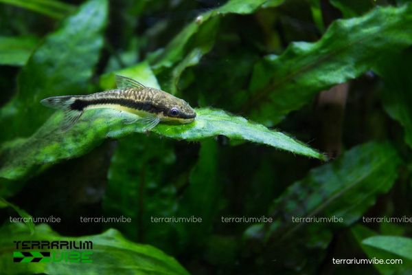 Cá Otto 1 Thông tin khoa học cơ bản về cá Otto