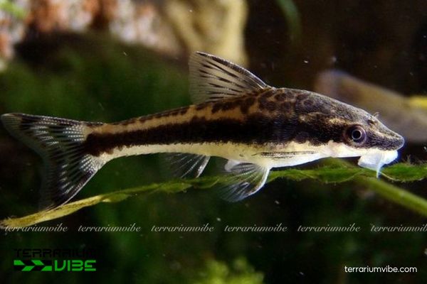 Cá Otto 2 Cá Otto màu xám hoặc vàng nhạt với sọc đen từ đầu đến đuôi và bụng trắng bạc