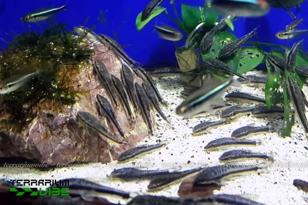 Cá Otto 3 Lưu ý những điều kiện môi trường cần thiết nuôi cá Otto trong terrarium