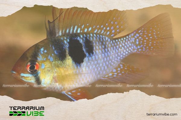 Cá Phượng Hoàng 1 Thông tin học thuật về Cá Phượng Hoàng