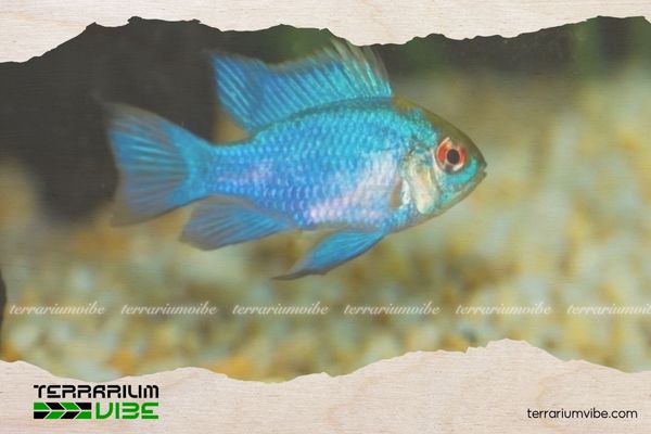 Cá Phượng Hoàng 3 Kích thước trưởng thành của cá Blue Ram