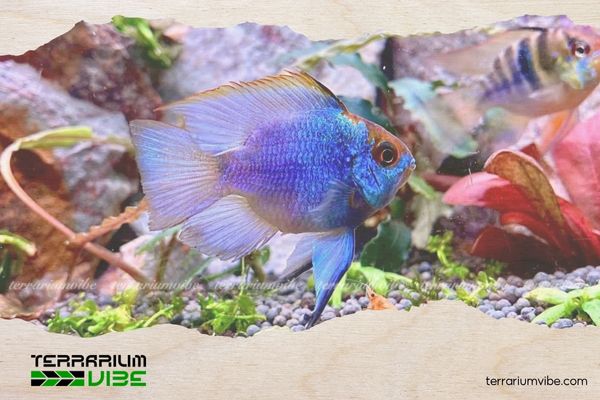 Cá Phượng Hoàng 4 Chế độ ăn uống của cá Blue Ram