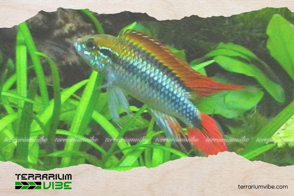 Cá Phượng Hoàng 5 Giá của cá Phượng Hoàng tham khảo