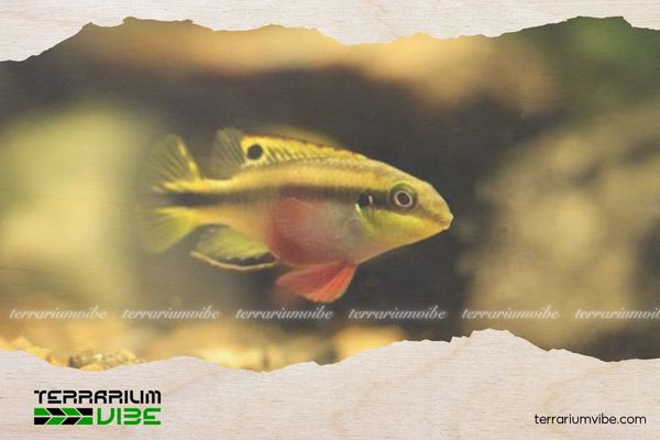 Cá Phượng Hoàng Bụng Lửa 4 Chế độ ăn uống của cá Phượng Hoàng Bụng Đỏ