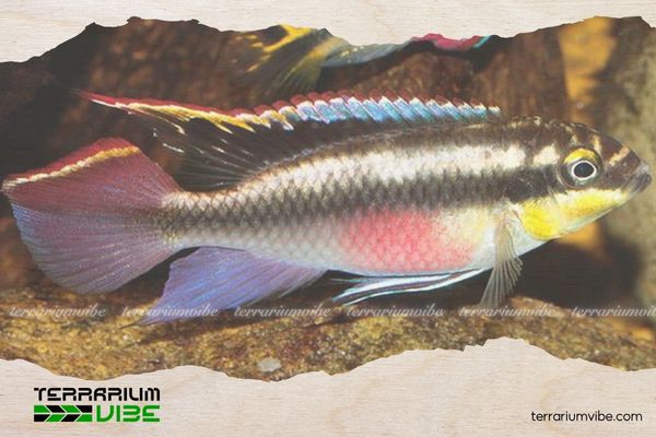 Cá Phượng Hoàng Bụng Lửa 5 Giá của cá Phượng Hoàng Bụng Lửa tham khảo