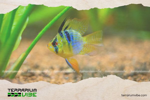 Cá Phượng Hoàng Ngũ Sắc 1 Thông tin học thuật về cá Phượng Hoàng Ngũ Sắc