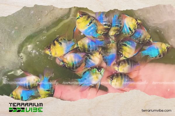 Cá Phượng Hoàng Ngũ Sắc 5 Giá của cá Phượng Hoàng Ngũ Sắc tham khảo