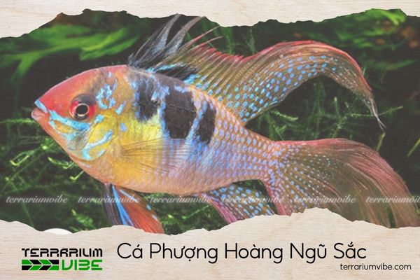 ca-phuong-hoang-ngu-sac Cá Phượng Hoàng Ngũ Sắc