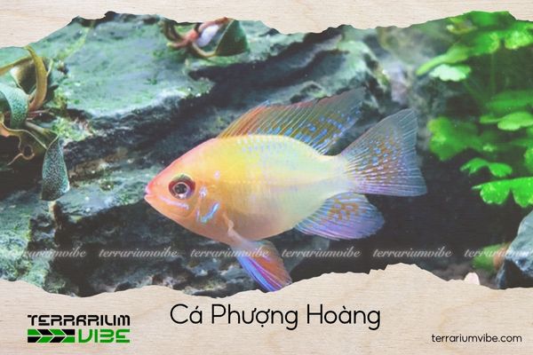 ca-phuong-hoang Cá Phượng Hoàng