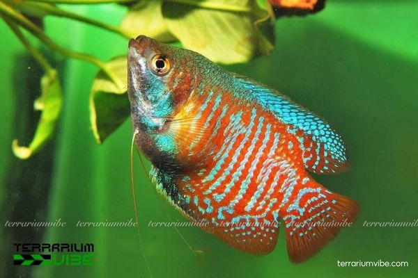 Cá Sặc Gấm 1 Cá Sặc Gấm là loài cá thủy sinh nước ngọt thuộc họ cá Tai Tượng