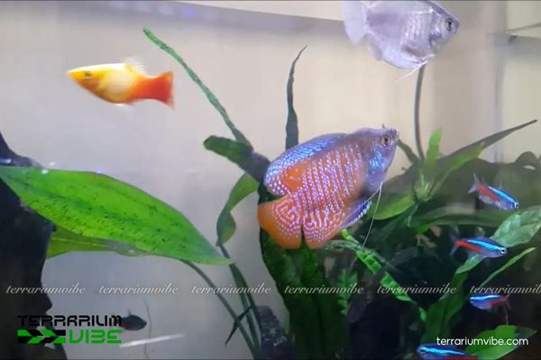 Cá Sặc Gấm 2 Cá Sặc Gấm thân bầu dục, sọc dọc với đa dạng màu sắc