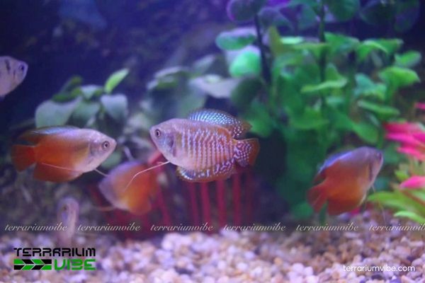 Cá Sặc Gấm 3 Cách thiếp kế bể thủy sinh phù hợp với môi trường sống của cá Sặc Gấm