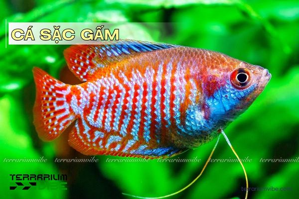 ca-sac-gam Cá Sặc Gấm
