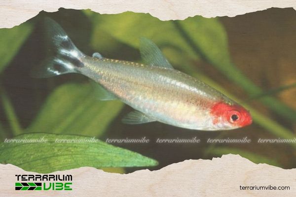 Cá Sóc Đầu Đỏ 3 Kích thước trưởng thành của cá Sóc Đỏ