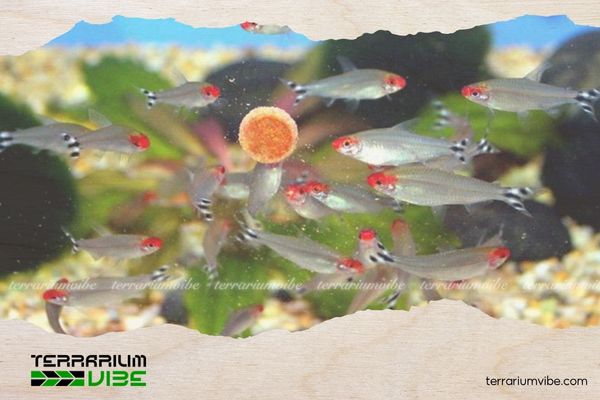 Cá Sóc Đầu Đỏ 4 Chất lượng nước của cá Sóc Đỏ