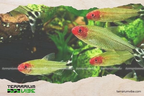 Cá Sóc Đầu Đỏ 5 Giá của cá Sóc Đầu Đỏ tham khảo