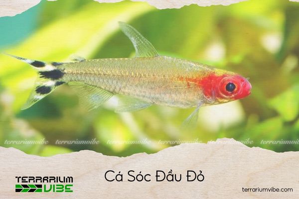 ca-soc-dau-do Cá Sóc Đầu Đỏ