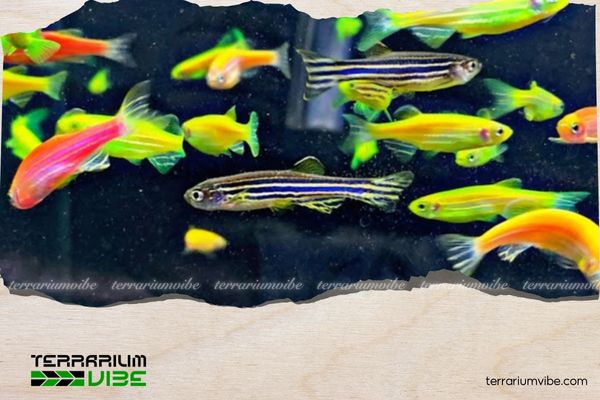 Cá sọc ngựa 4 Giá của cá sọc ngựa tham khảo