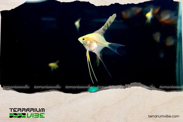 Cá Thần Tiên Kim Sa 1 Thông tin đôi nét về cá Thần Tiên Kim Sa