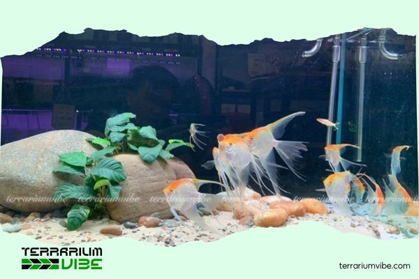 Cá Thần Tiên Kim Sa 2 Đặc điểm của cá Thần Tiên Kim Sa