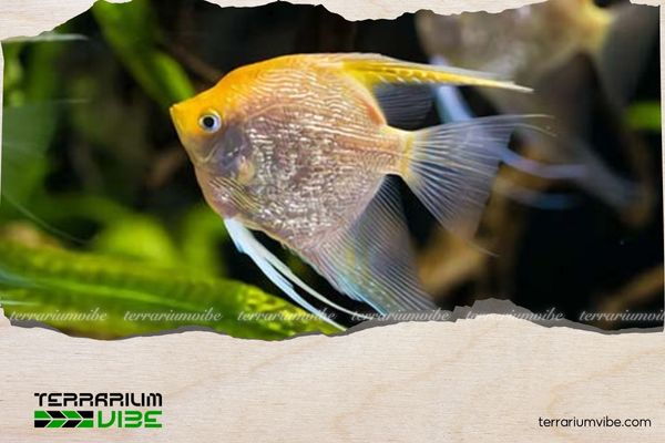 Cá Thần Tiên Kim Sa 3 Cách chăm sóc cá Thần Tiên Kim Sa trong terrarium