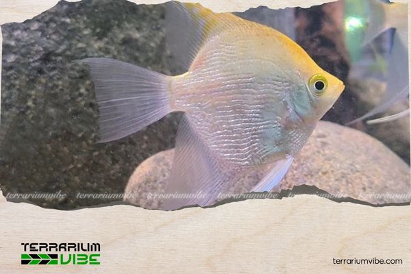 Cá Thần Tiên Kim Sa 4 Giá của cá Thần Tiên Kim Sa tham khảo