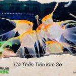 Cá Thần Tiên Kim Sa
