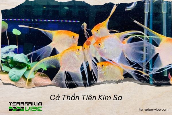 ca-than-tien-kim-sa-6 Cá Thần Tiên Kim Sa