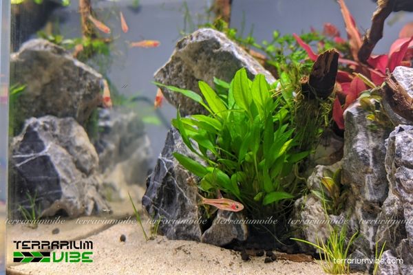 Cá Trâm 3 Một số điều kiện cần thiết để thiết kế bể nuôi cá Trâm