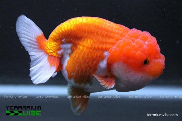 Cá Vàng Đầu Lân 1 Cá Vàng Đầu Lân là loài cá lai nước ngọt với vẻ ngoài như đầu lân