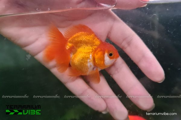 Cá Vàng Đầu Lân 2 Cá thân tròn, đầu u “wen”, đa dạng màu sắc và nhiều biến thể