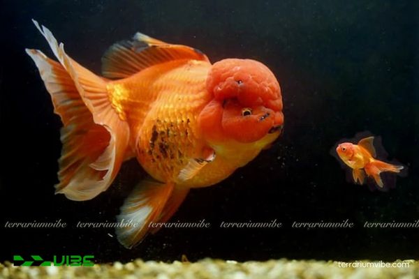 Cá Vàng Đầu Lân 3 Một số điều kiện cơ bản khi thiết lập bể và chăm sóc cá cần biết