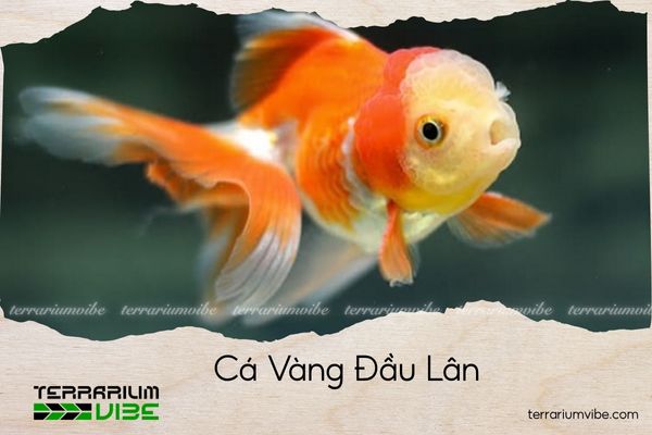 ca-vang-dau-lan cá vàng đầu lân