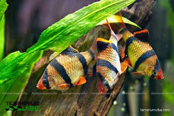 Cá Xecan Tứ Vân 1 Cá Xecan (cá Tứ Vân) là loài cá cảnh nước ngọt nhiệt đới thuộc họ cá Chép