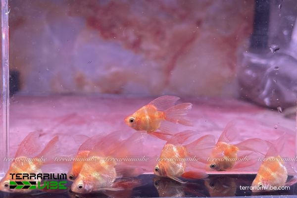 Cá Xecan short 3 Một số điều kiện cần thiết cần thiết lập bể để cá Xecan short phát triển tốt