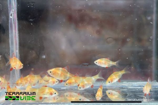 Cá xecan Vàng 3 Những điều kiện cần thiết để thiết lập môi trường sống cho cá Xecan Vàng