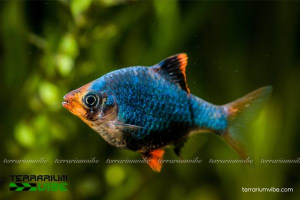 Cá Xecan Xanh 1 Tìm hiểu thông tin sinh học về cá Xecan Xanh