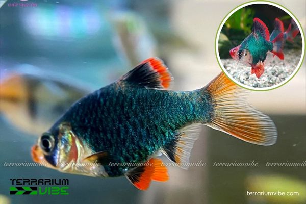 Cá Xecan Xanh 2 Cá Xecan Xanh có 2 hình dáng thân dài và thân ngắn tròn