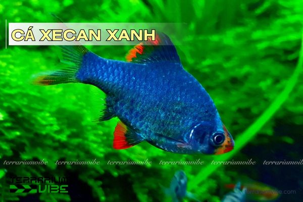 ca-xecan-xanh cá xecan xanh