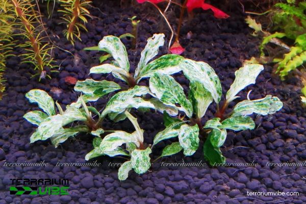 Bucep Marble 1 Hình thái và phân loại học của Bucep Marble