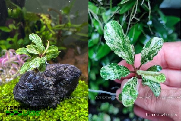 Bucep Marble 2 Bucep Marble sống trong môi trường ẩm ướt