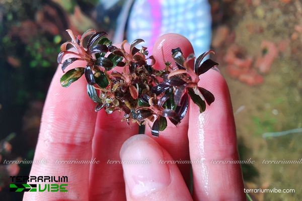 Bucep Phantom 2 Bucep Phantom sinh trưởng ở ven các con suối nước chảy vừa