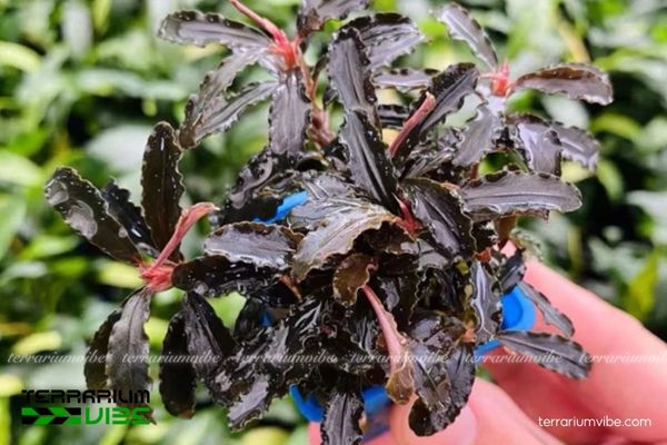 Bucep Phantom 3 Bucep Phantom phù hợp thiết kế tiểu cảnh bán cạn