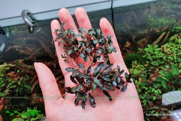 Bucep Phantom 4 Điều kiện môi trường cơ bản để cây Bucep Phantom sinh trưởng tốt